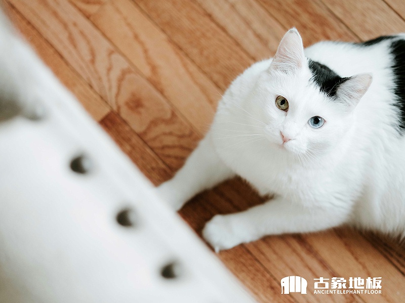 實(shí)木地板生蟲(chóng)解決措施