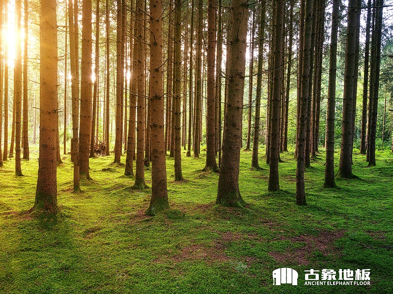 制造實(shí)木地板或龍骨的木材易藏蟲(chóng)