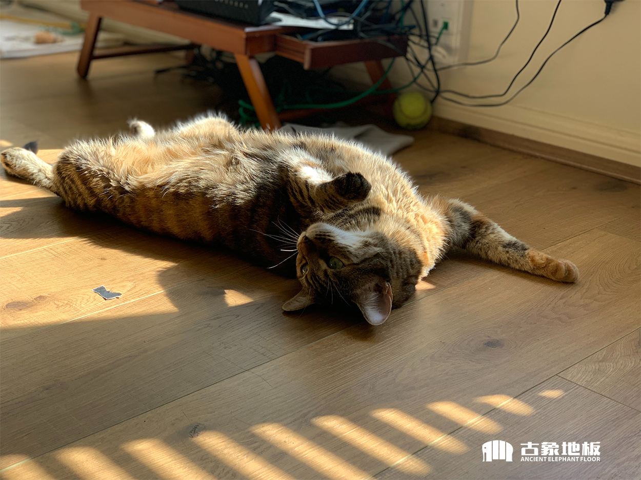 家有萌寵木地板該怎么選