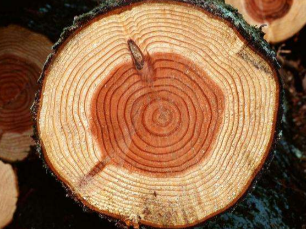 實(shí)木地板的木種有哪些？